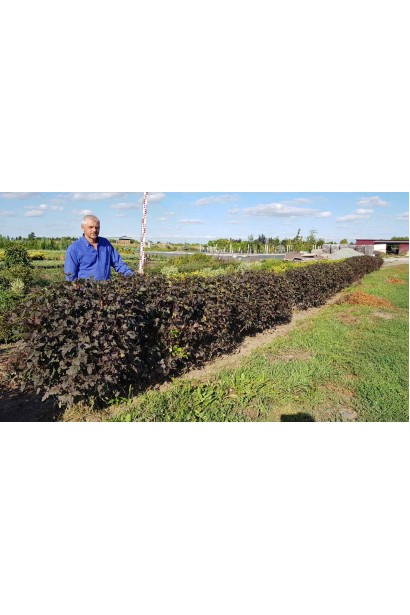 Пухироплідник калинолистий Діаболо - 45кг/вис.80-100см/Ø80-90см